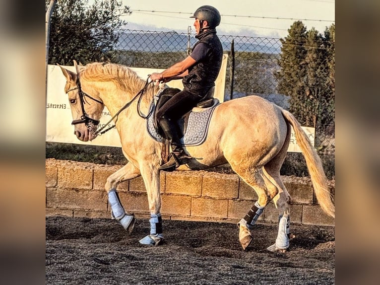 Lusitanien Hongre 6 Ans 160 cm Cremello in Sevilla