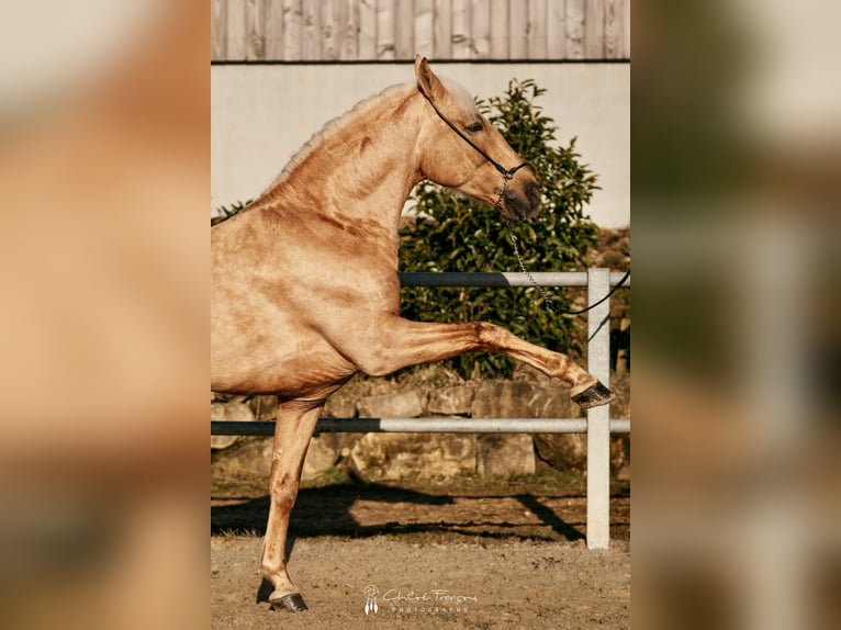 Lusitanien Hongre 6 Ans 160 cm Palomino in Simmern