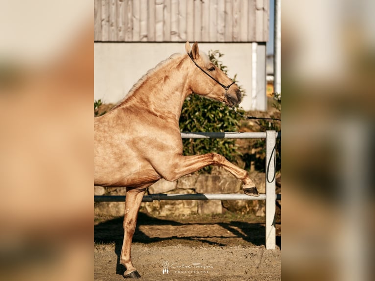 Lusitanien Hongre 6 Ans 160 cm Palomino in Simmern