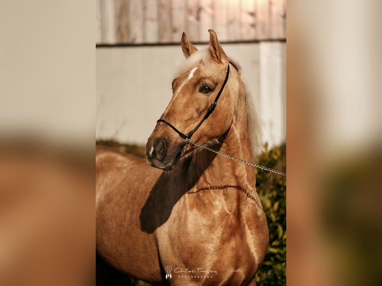 Lusitanien Hongre 6 Ans 160 cm Palomino in Simmern