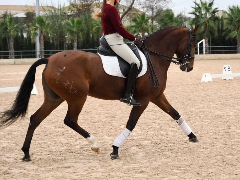 Lusitanien Hongre 6 Ans 161 cm Bai in Navas Del Madroño