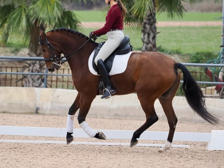 Lusitanien Hongre 6 Ans 161 cm Bai in Navas Del Madroño