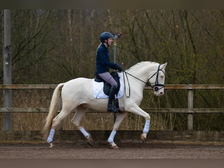 Lusitanien Croisé Hongre 6 Ans 161 cm Cremello in Nederhorst den Berg