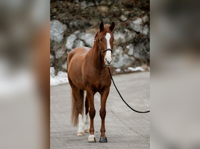 Lusitanien Croisé Hongre 6 Ans 162 cm Alezan in Tuntenhausen