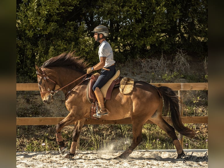 Lusitanien Hongre 6 Ans 162 cm Bai brun in Encarnação