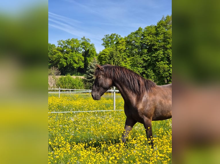 Lusitanien Hongre 6 Ans 162 cm Bai brun foncé in Amlikon-Bissegg