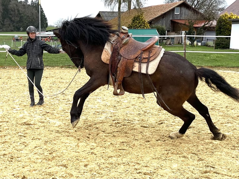 Lusitanien Hongre 6 Ans 162 cm Bai brun foncé in Amlikon-Bissegg