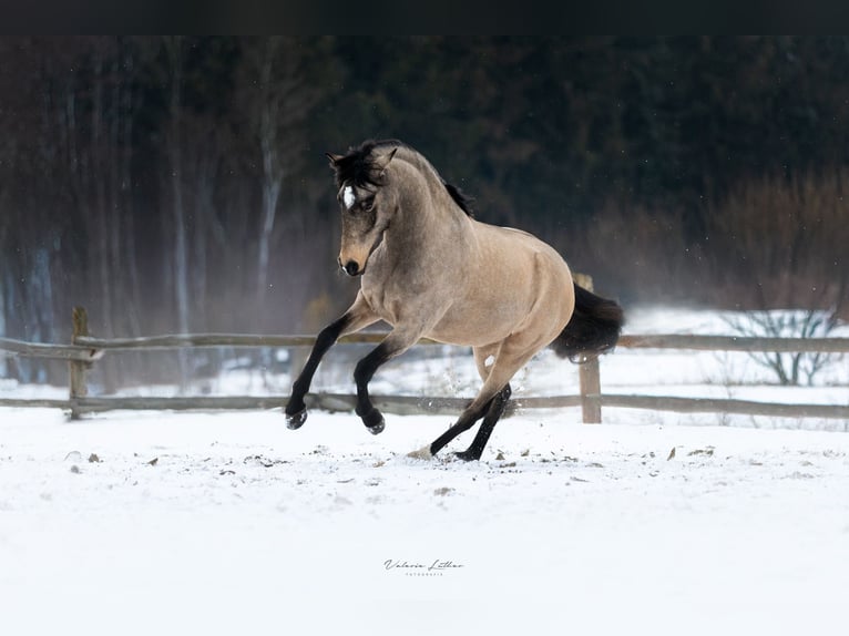 Lusitanien Hongre 6 Ans 162 cm Buckskin in Postfeld