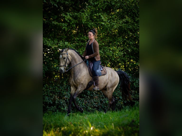 Lusitanien Hongre 6 Ans 162 cm Buckskin in Postfeld
