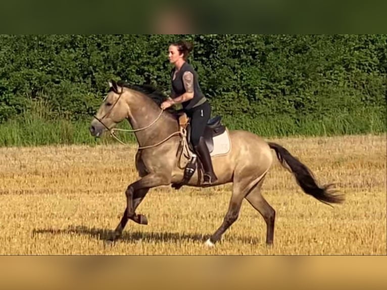 Lusitanien Hongre 6 Ans 162 cm Buckskin in Postfeld