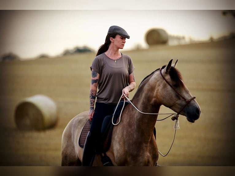 Lusitanien Hongre 6 Ans 162 cm Buckskin in Postfeld