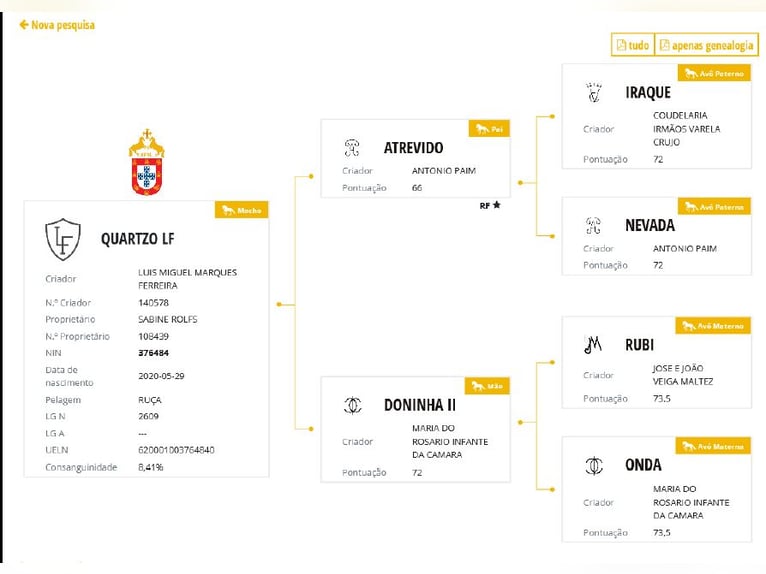 Lusitanien Hongre 6 Ans 162 cm Gris in Wiebelsheim