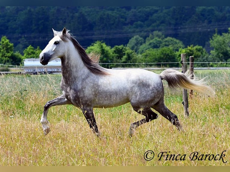 Lusitanien Hongre 6 Ans 162 cm Gris in Wiebelsheim