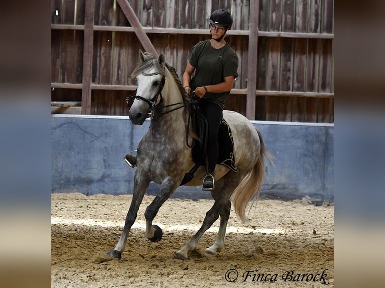 Lusitanien Hongre 6 Ans 162 cm Gris in Wiebelsheim