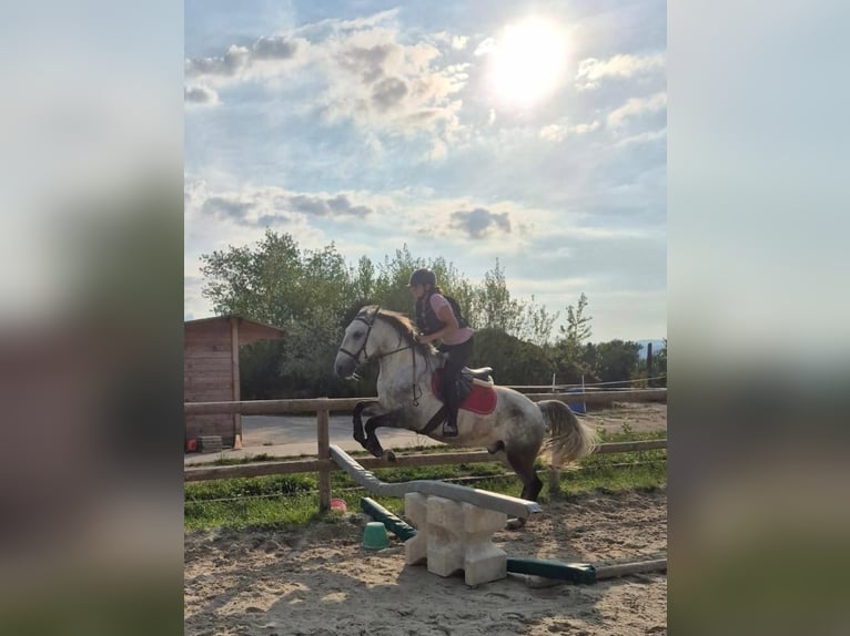 Lusitanien Hongre 6 Ans 162 cm Gris in Chavanod
