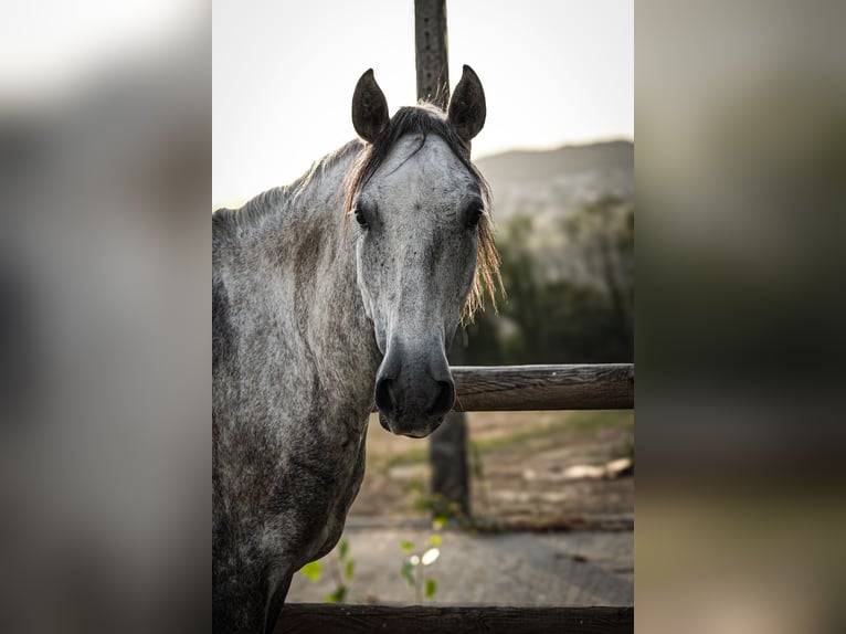 Lusitanien Hongre 6 Ans 162 cm Gris in Montagny-les-Lanches
