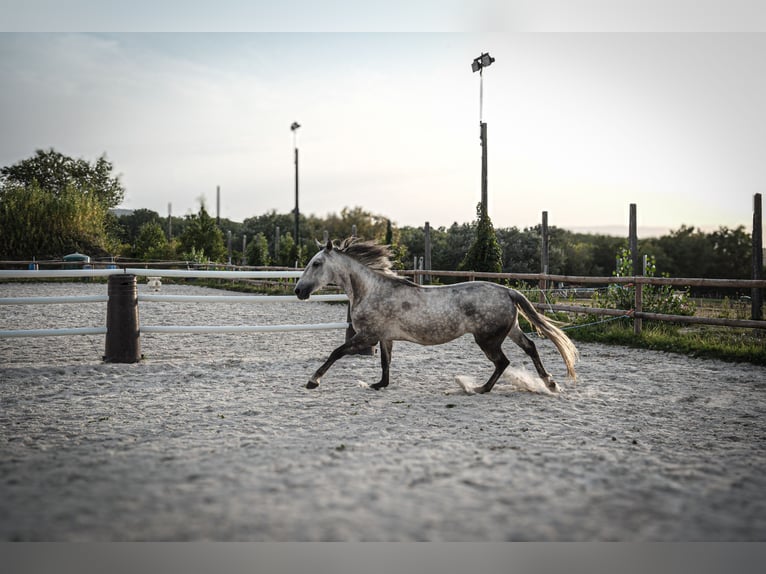 Lusitanien Hongre 6 Ans 162 cm Gris in Montagny-les-Lanches