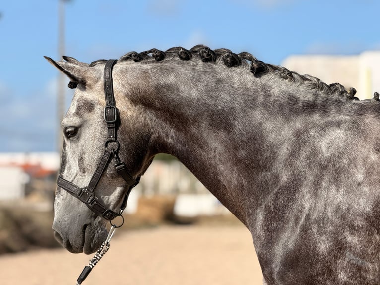 Lusitanien Hongre 6 Ans 162 cm Gris in Caldas da Rainha