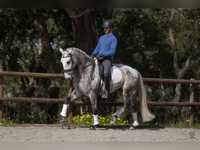 Lusitanien Hongre 6 Ans 163 cm Gris pommelé in Lagualva de Cima