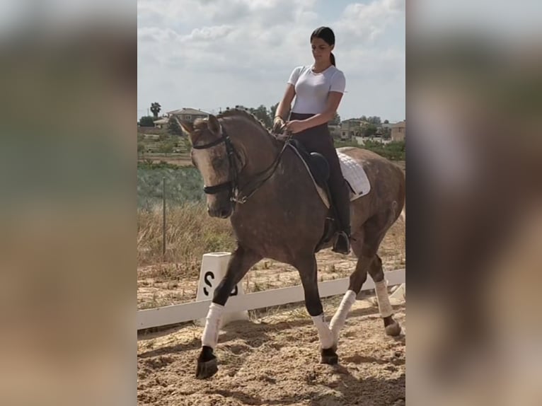 Lusitanien Hongre 6 Ans 163 cm Gris pommelé in Martfeld