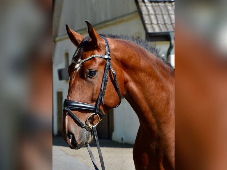 Lusitanien Hongre 6 Ans 164 cm Bai in Großefehn Ostgroßefehn