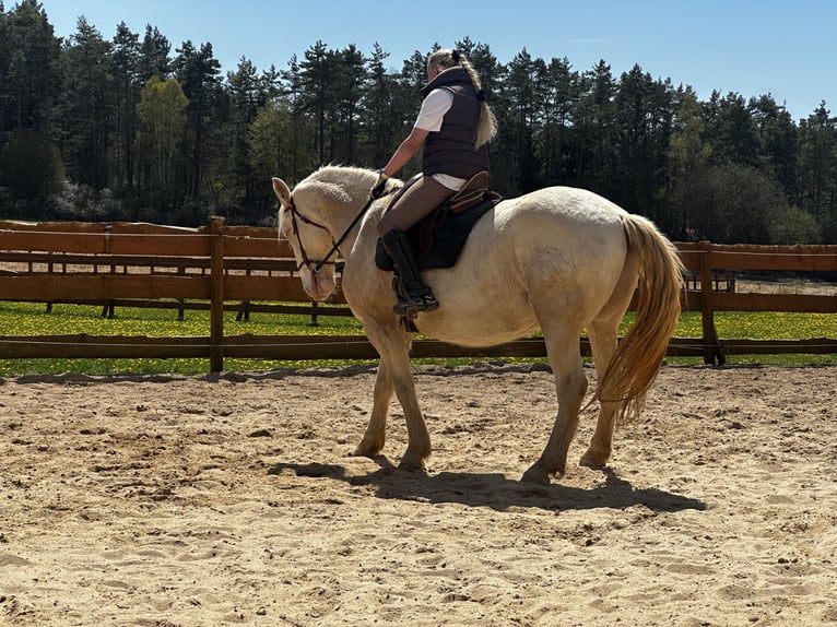 Lusitanien Hongre 6 Ans 164 cm Cremello in Gößweinstein