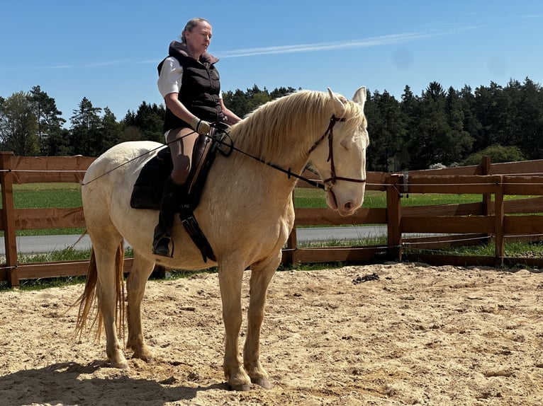 Lusitanien Hongre 6 Ans 164 cm Cremello in Gößweinstein