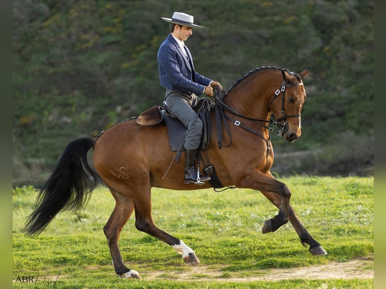 Lusitanien Croisé Hongre 6 Ans 165 cm Bai in Ermelo