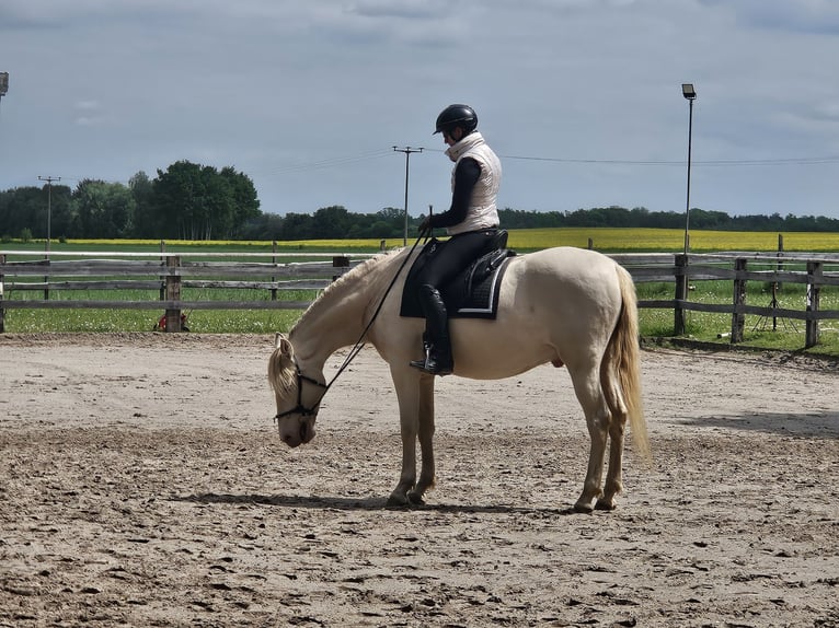 Lusitanien Croisé Hongre 6 Ans 165 cm Cremello in Belgern