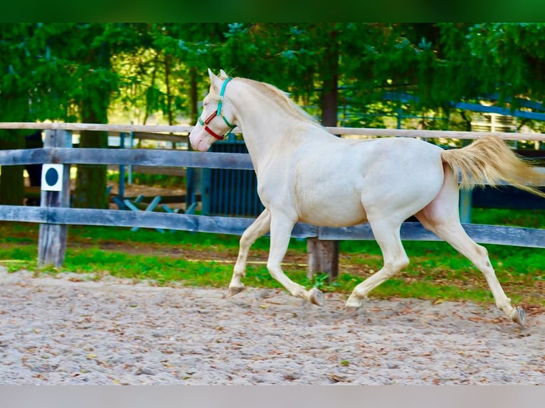 Lusitanien Croisé Hongre 6 Ans 165 cm Cremello in Belgern