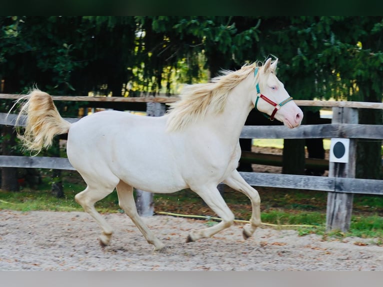 Lusitanien Croisé Hongre 6 Ans 165 cm Cremello in Belgern