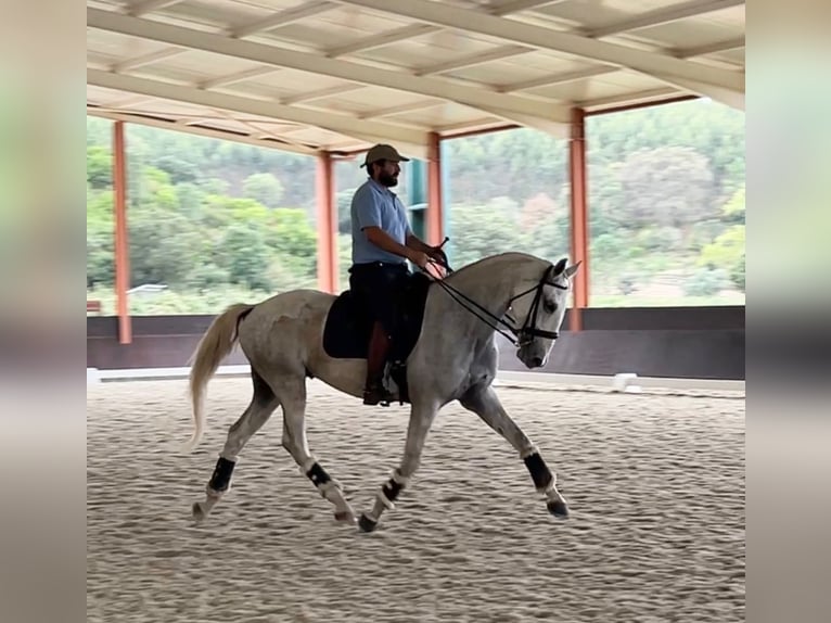 Lusitanien Hongre 6 Ans 165 cm Gris in Caldas da Rainha