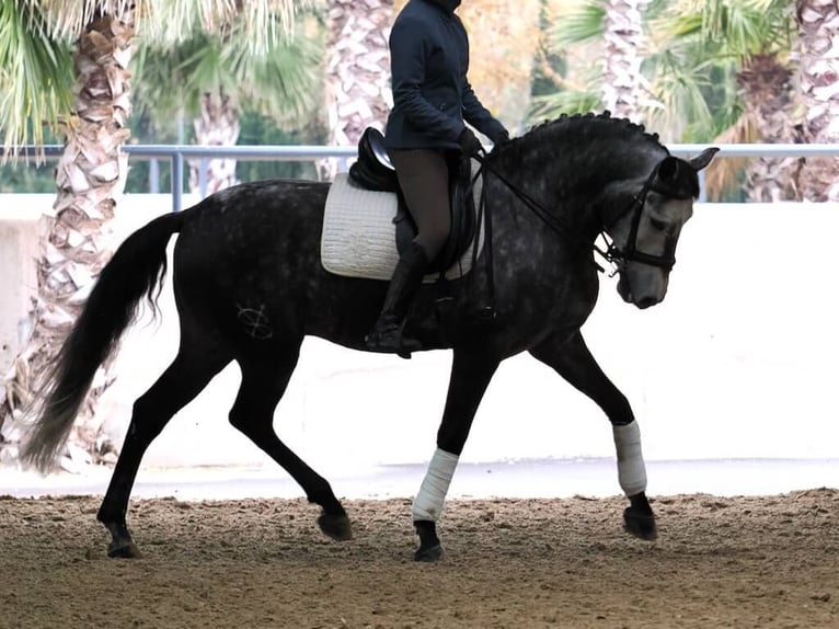 Lusitanien Hongre 6 Ans 166 cm Gris in Navas Del Madro&#xF1;o