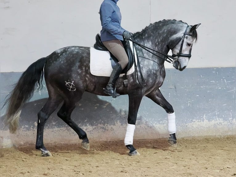 Lusitanien Hongre 6 Ans 166 cm Gris in Navas Del Madroño