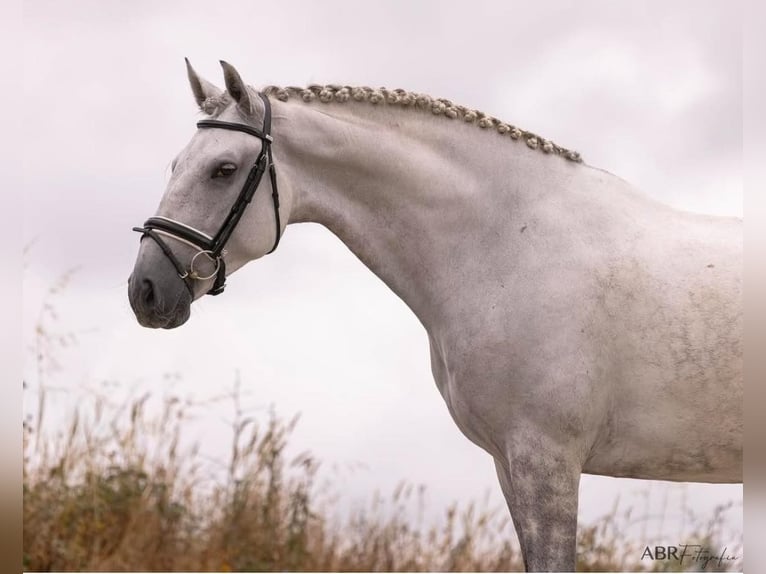 Lusitanien Hongre 6 Ans 166 cm Gris in Lisboa