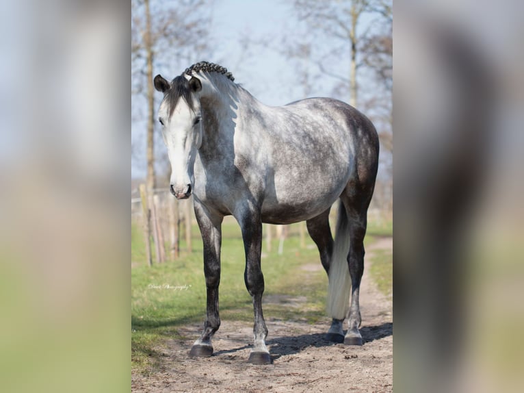 Lusitanien Hongre 6 Ans 167 cm Gris in Blaricum