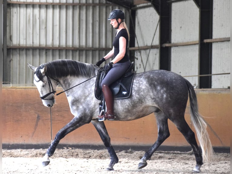 Lusitanien Hongre 6 Ans 167 cm Gris in Blaricum