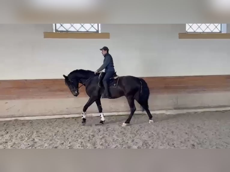 Lusitanien Hongre 6 Ans 167 cm Noir in TROFA