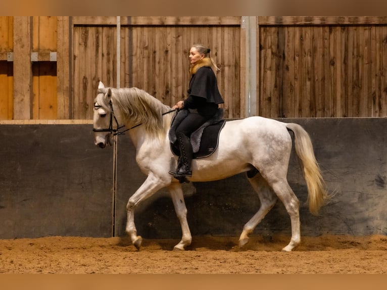 Lusitanien Hongre 6 Ans 168 cm Gris in Augsburg