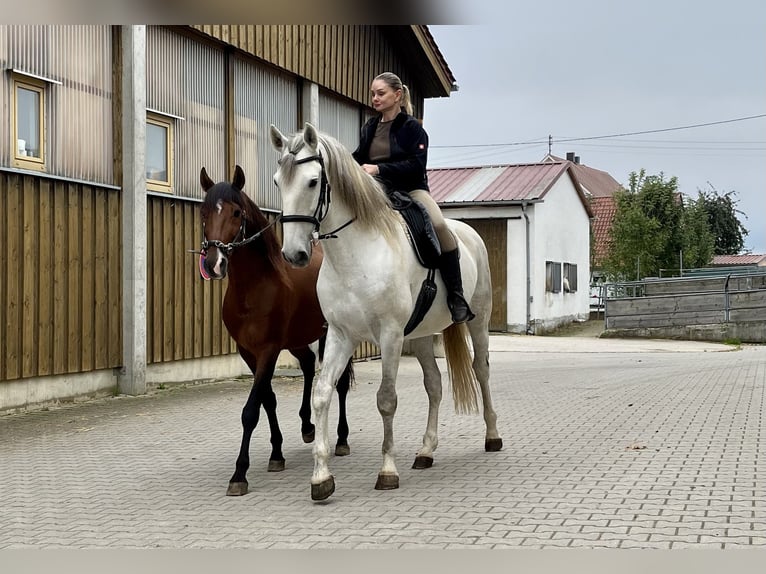 Lusitanien Hongre 6 Ans 168 cm Gris in Augsburg