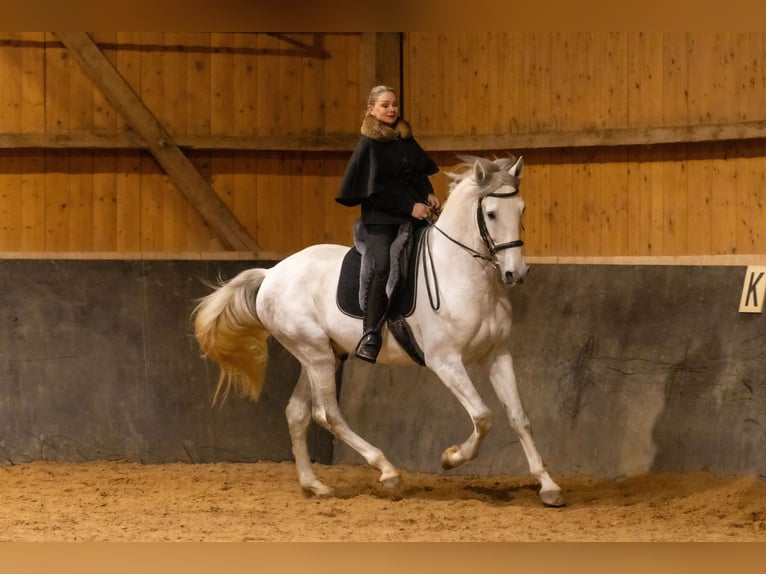 Lusitanien Hongre 6 Ans 168 cm Gris in Augsburg