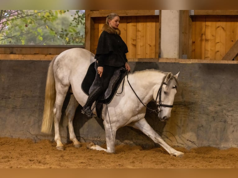 Lusitanien Hongre 6 Ans 168 cm Gris in Augsburg