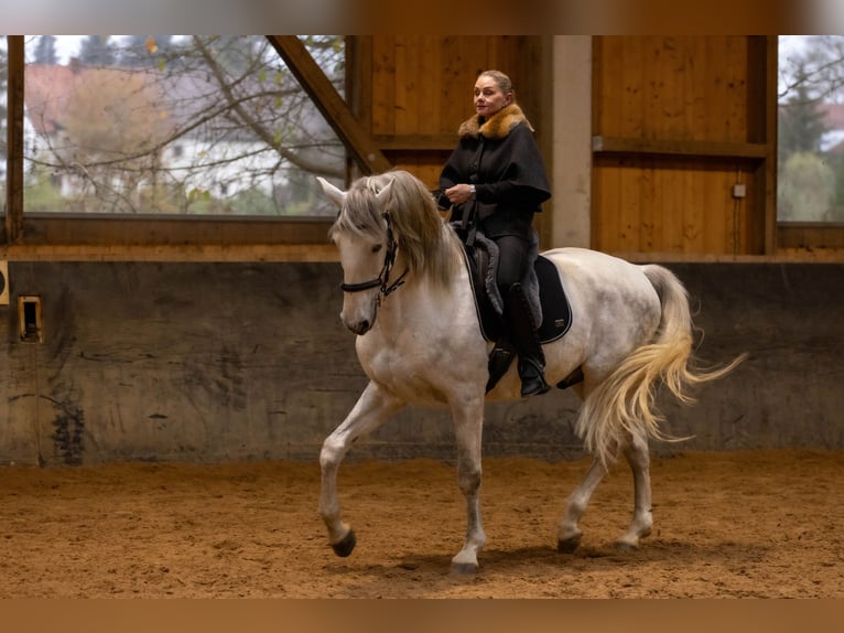 Lusitanien Hongre 6 Ans 168 cm Gris in Augsburg