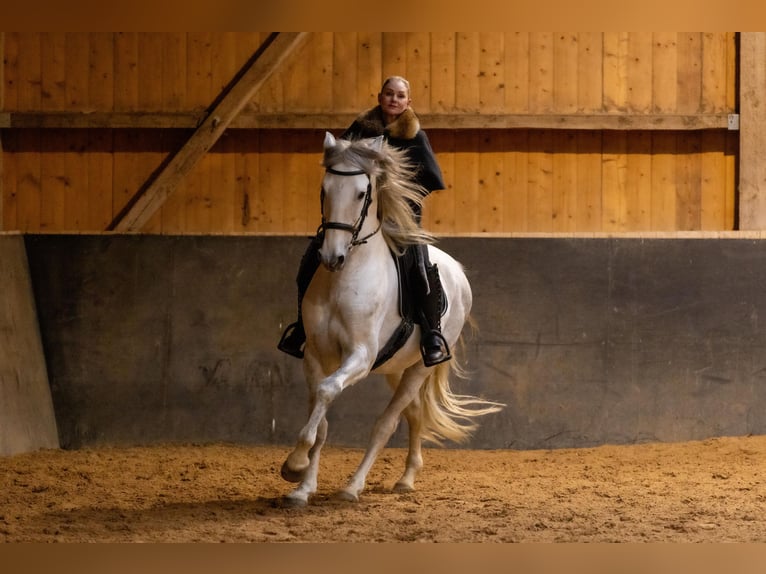 Lusitanien Hongre 6 Ans 168 cm Gris in Augsburg