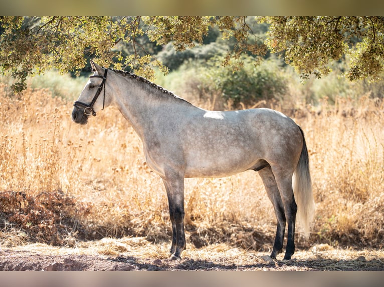 Lusitanien Hongre 6 Ans 168 cm Gris pommelé in Montecorto, Provinz Malaga