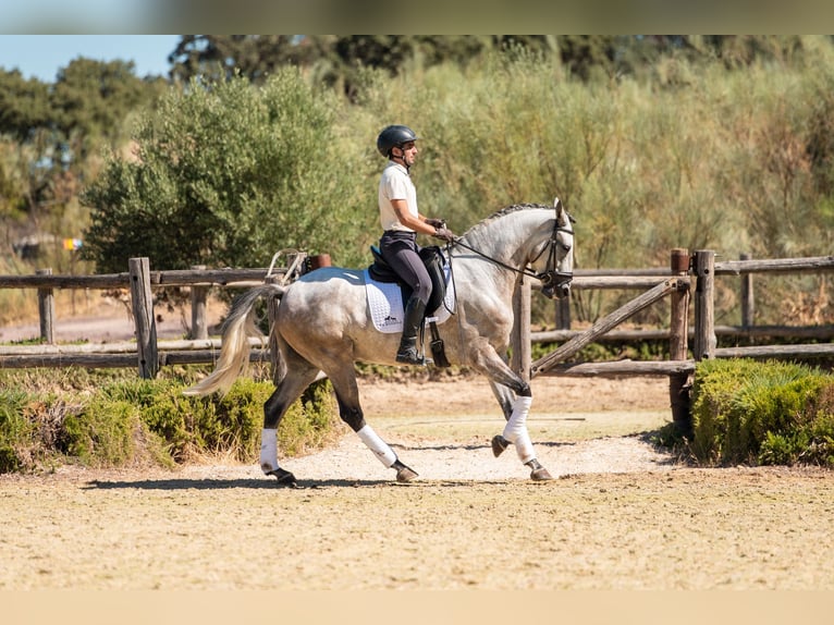 Lusitanien Hongre 6 Ans 168 cm Gris pommelé in Montecorto, Provinz Malaga