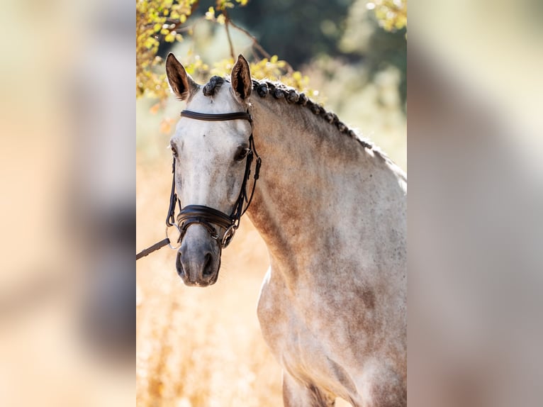 Lusitanien Hongre 6 Ans 168 cm Gris pommelé in Montecorto, Provinz Malaga