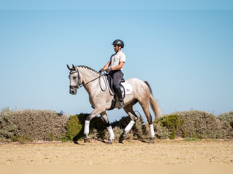 Lusitanien Hongre 6 Ans 168 cm Gris pommelé in Montecorto, Provinz Malaga