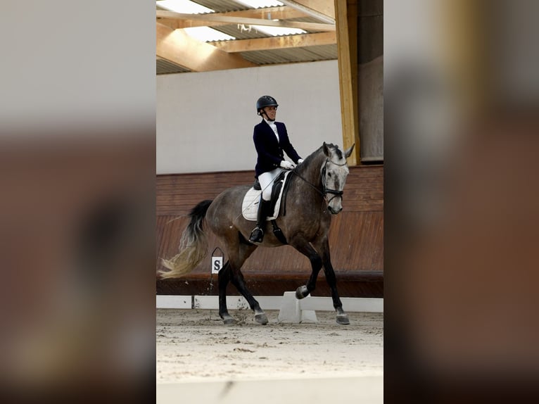 Lusitanien Hongre 6 Ans 170 cm Aubère in Mafra
