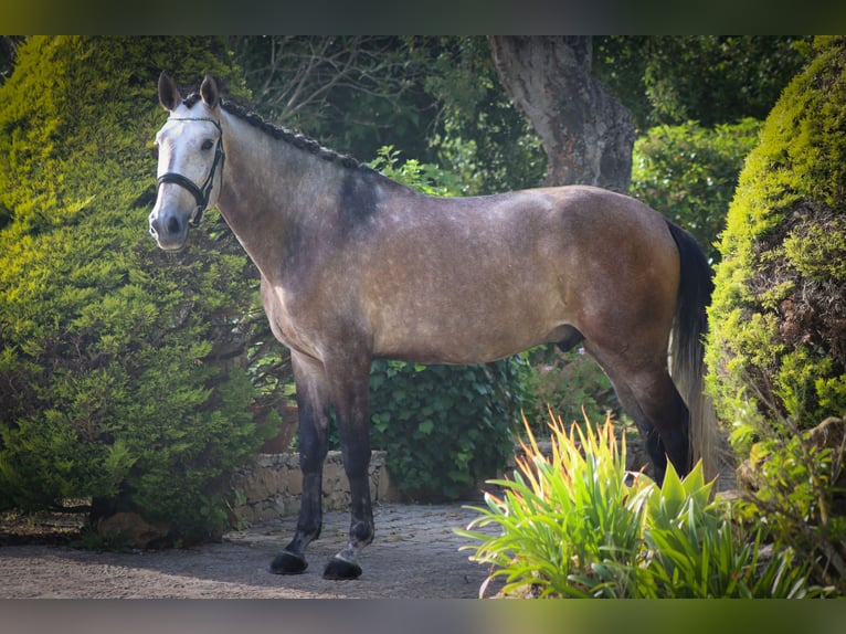 Lusitanien Hongre 6 Ans 170 cm Aubère in Mafra